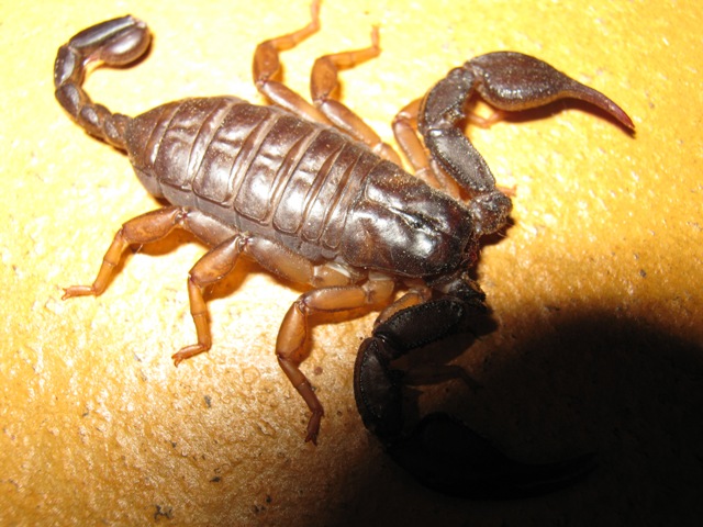 Euscorpius sp.